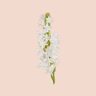 BLOOM PARFUM  100ml-227588 BLOOM PARFUM  100ml-227588 4